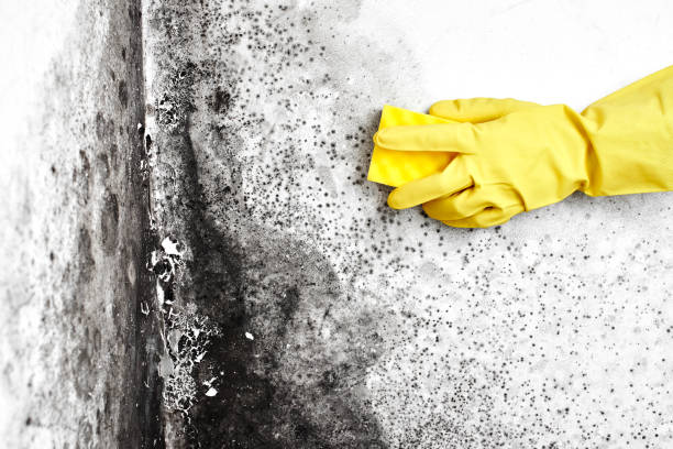 Best White Mold Remediation in Lake Telemark, NJ