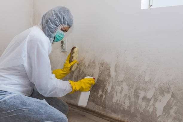 Best Mold Testing and Inspection Services in Lake Telemark, NJ